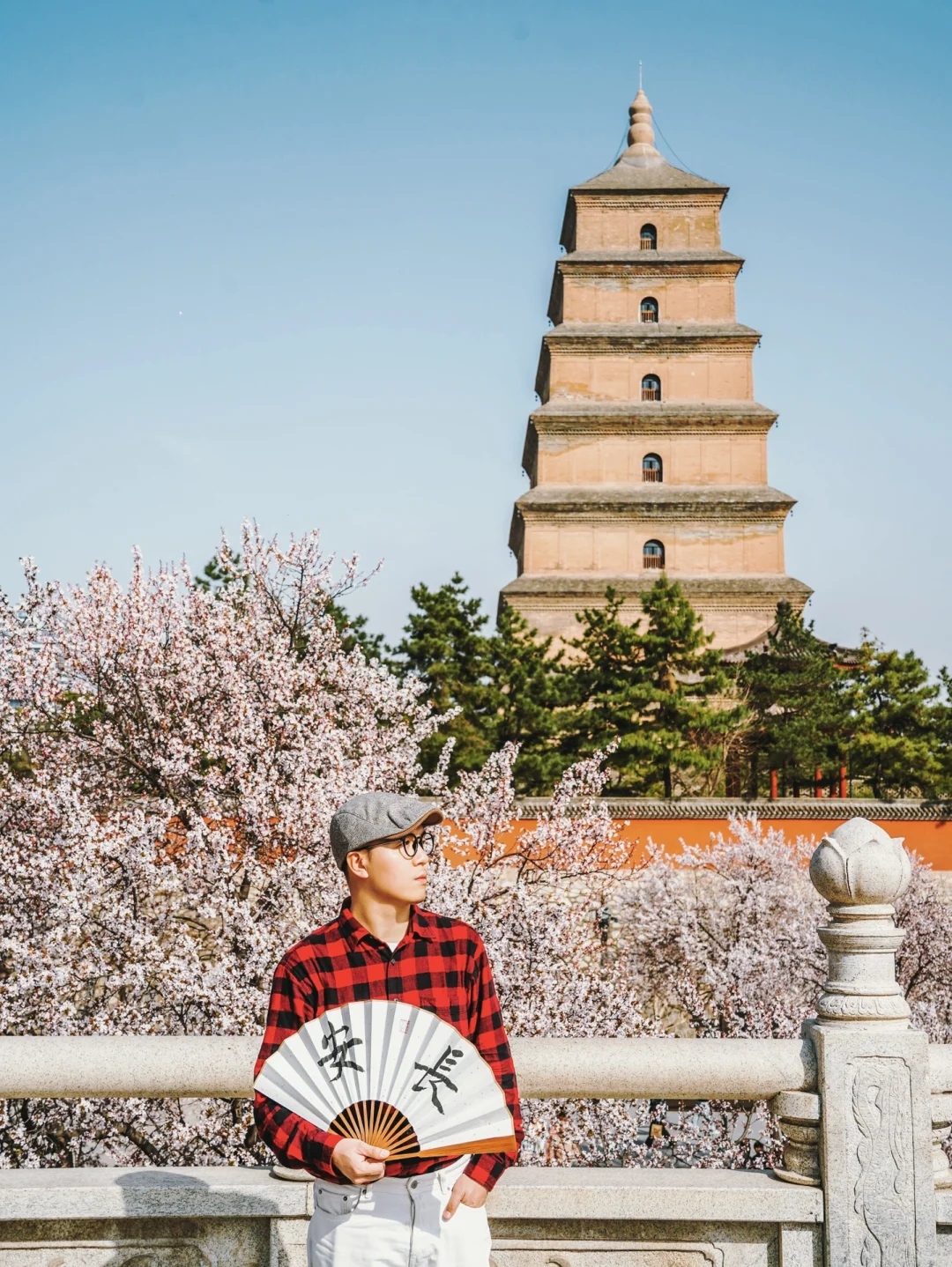 大雁塔的春色藏不住了🌸满园的紫叶李美哭❗️