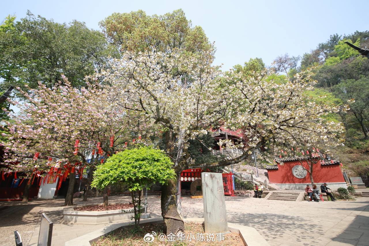 浙江永康樱花诗意绽放 在浙江金华，永康方岩山的胡公祠边，一株阅尽六百载春秋的樱花