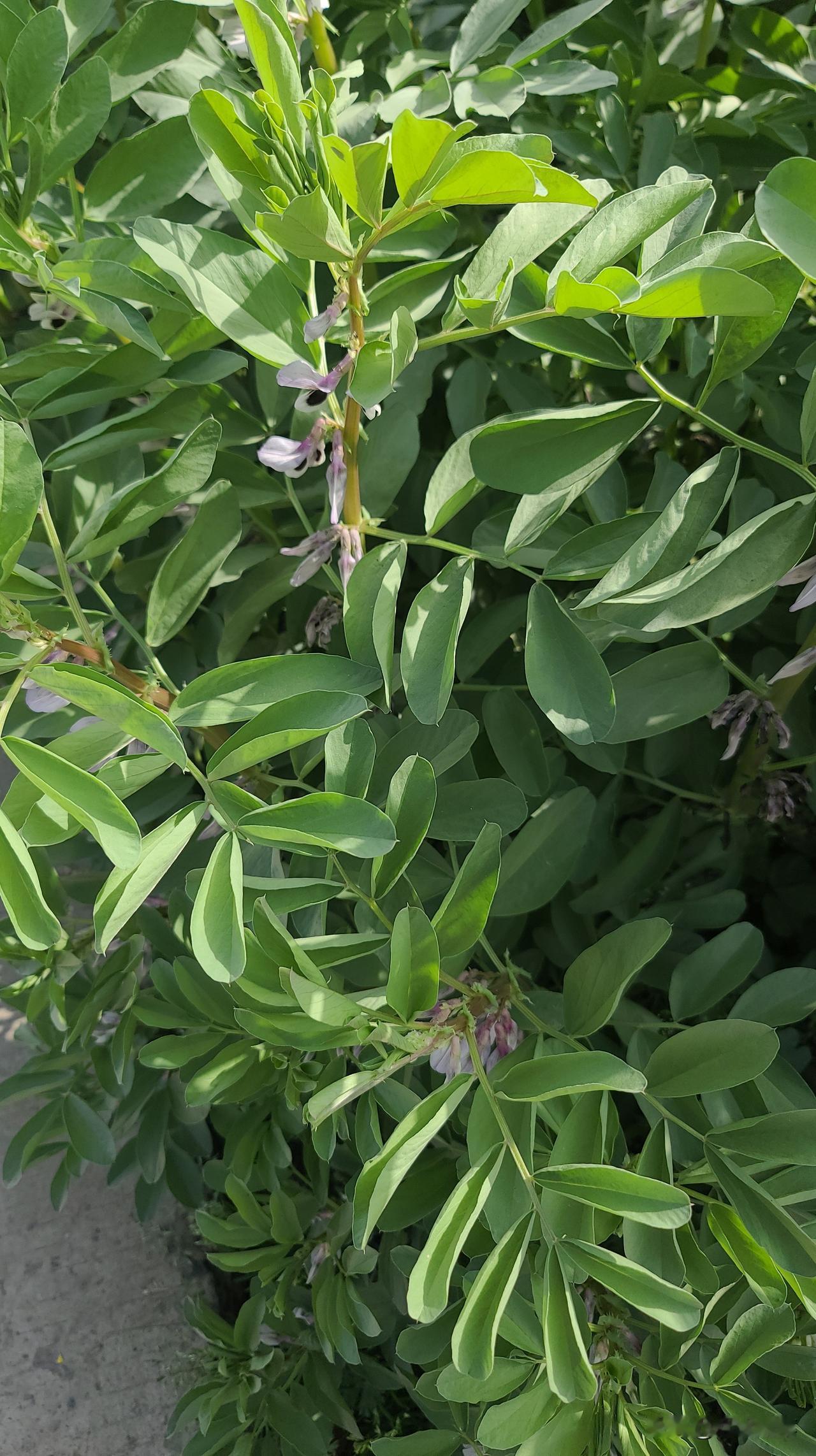 吃饱喝足后只剩“娱乐至死”？我们像极了当年的慈禧？

吃饱喝足了干什么？
刷视频