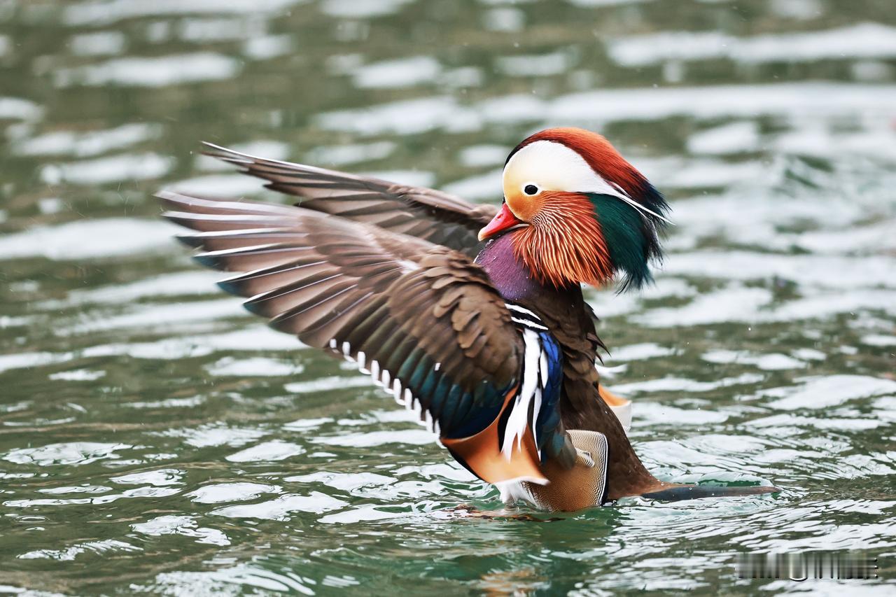 北海公园鸳鸯展翅