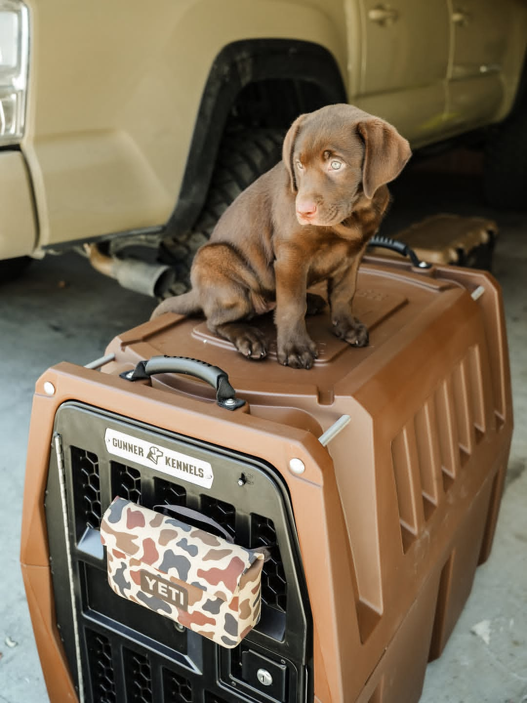 drewthelabrador me with my new kennel 💅