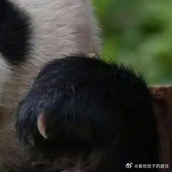 熊猫守护者 在人生的旅途中，如果用心去发现人世间的美好，用心去感恩世界所给予你的