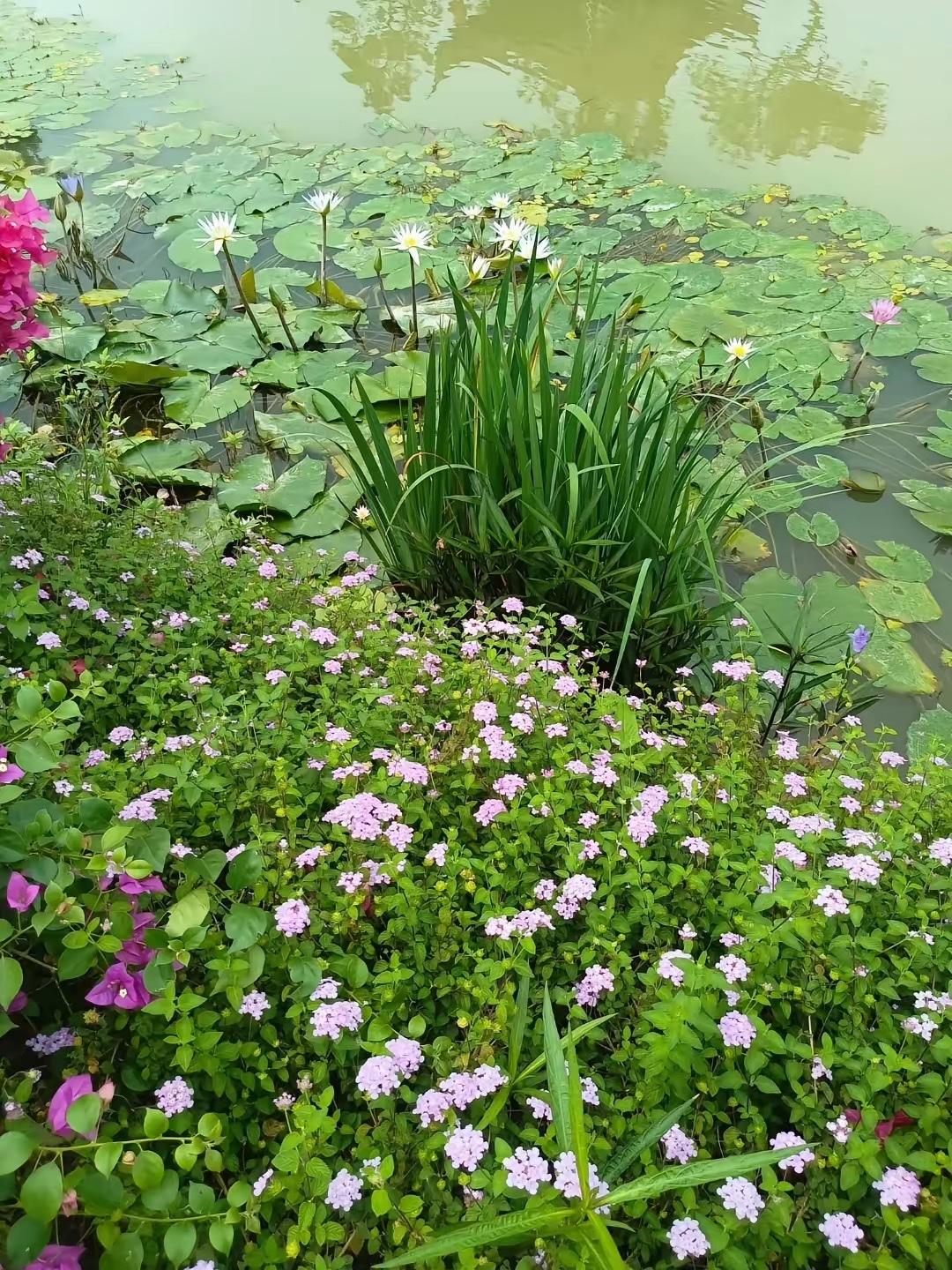 同事的婆婆走了三年了，家里老公公最近闹着要找个伴。有人给牵线，介绍了一个乡下的女