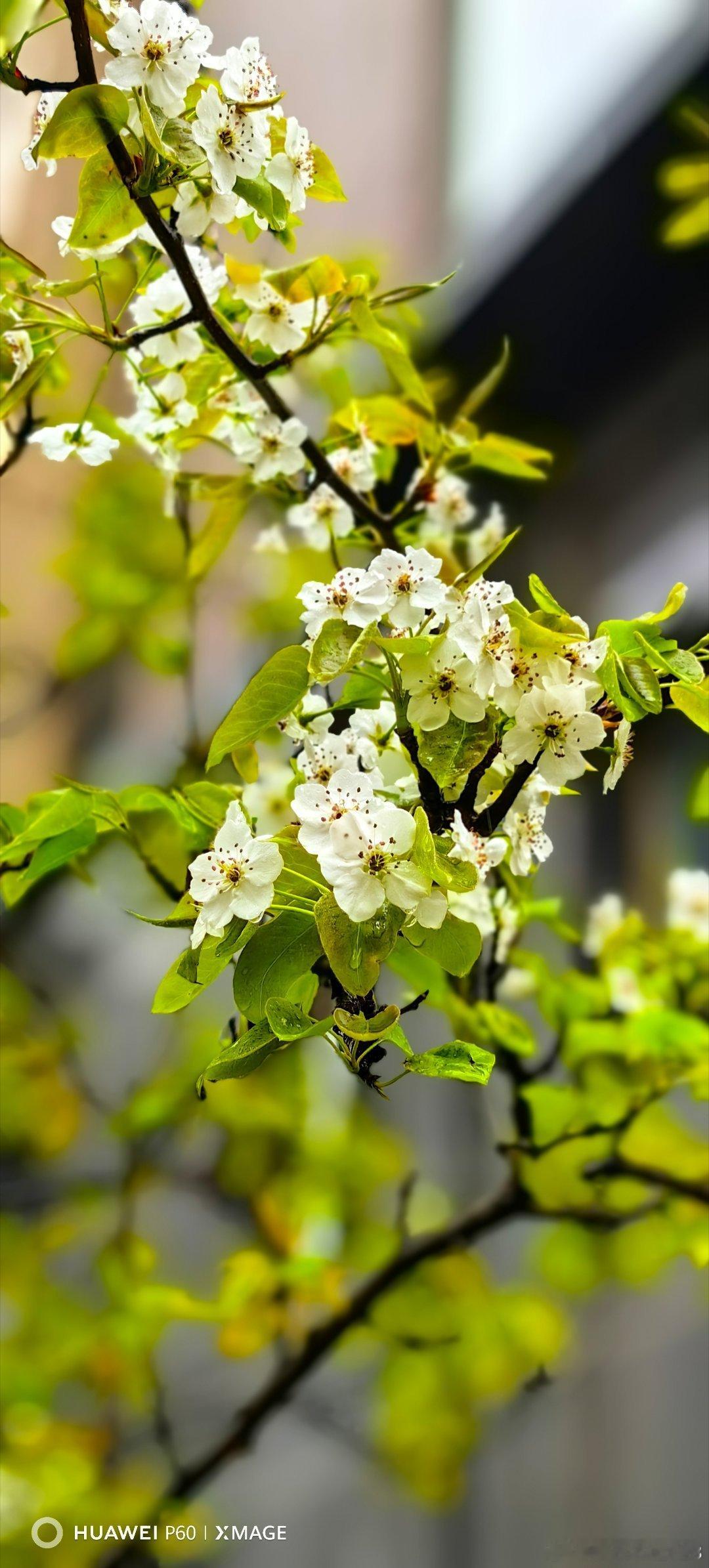 梨花一树春雨带。春日雨纷飞随手拍春天梨花带雨