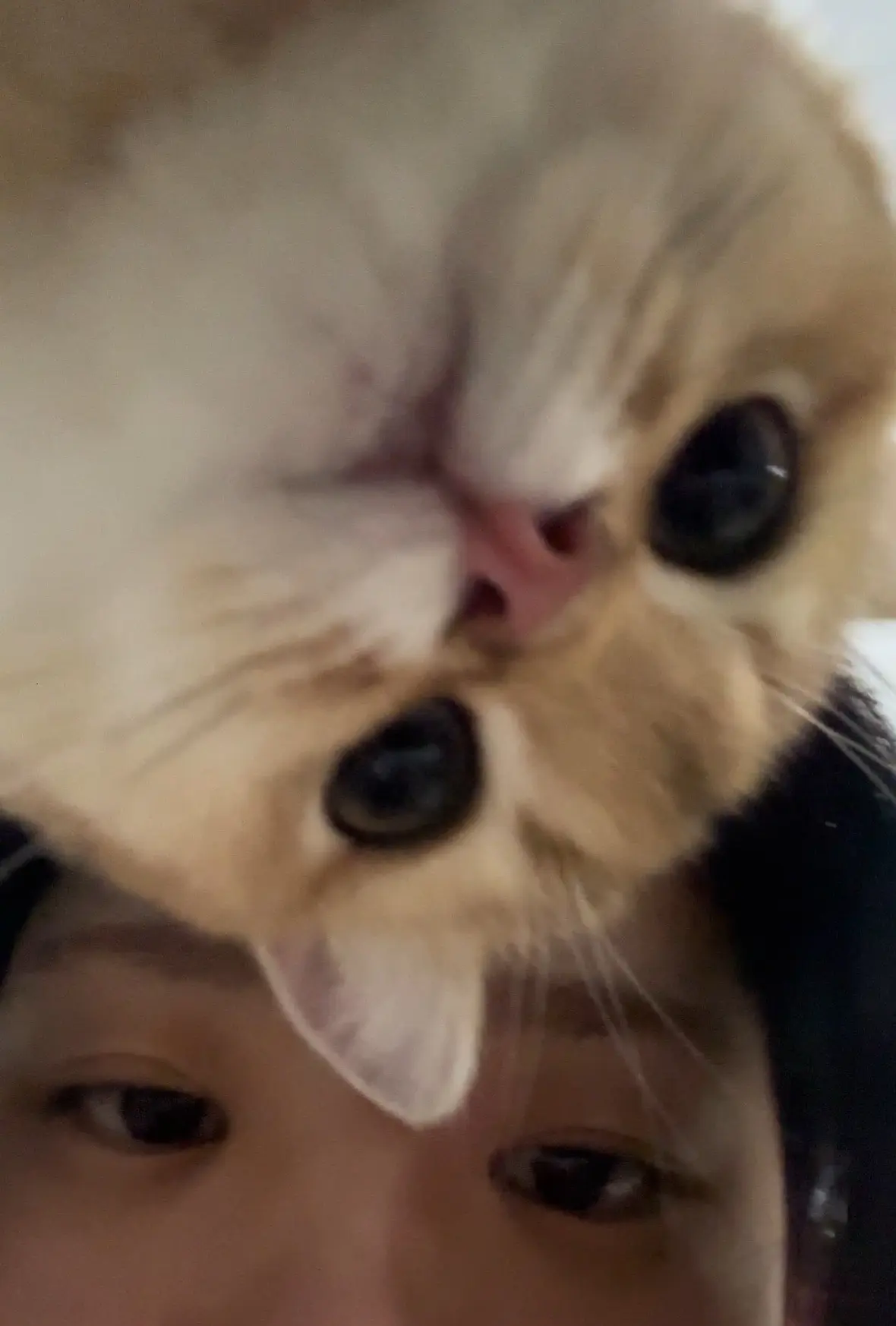 小猫肘击人类生命，就是为了每天早上在人类身上胡作非为
