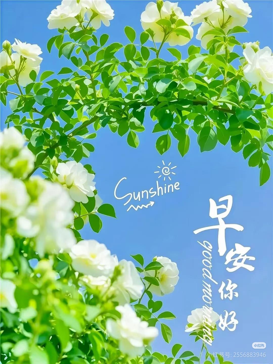 早安！今天是10月5日星期一。
女排联赛11月7日开打，距开赛还有1个月零两天。