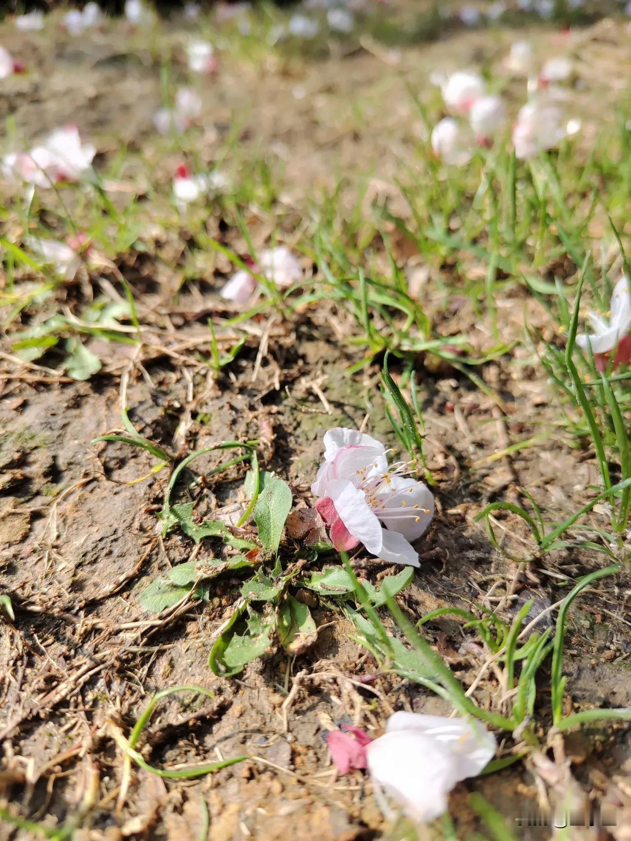 清晨，小区的路边，忽然发现地上有杏花雨，恍然发现杏花开了，时间过得真快啊，又是一