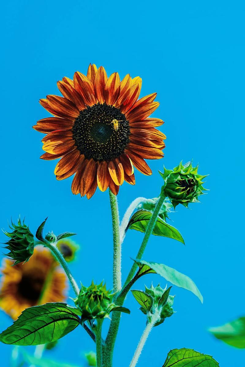 我非常震惊！
12岁的女儿居然做出了这样的动作，向我伸出中指，表情还非常夸张得意