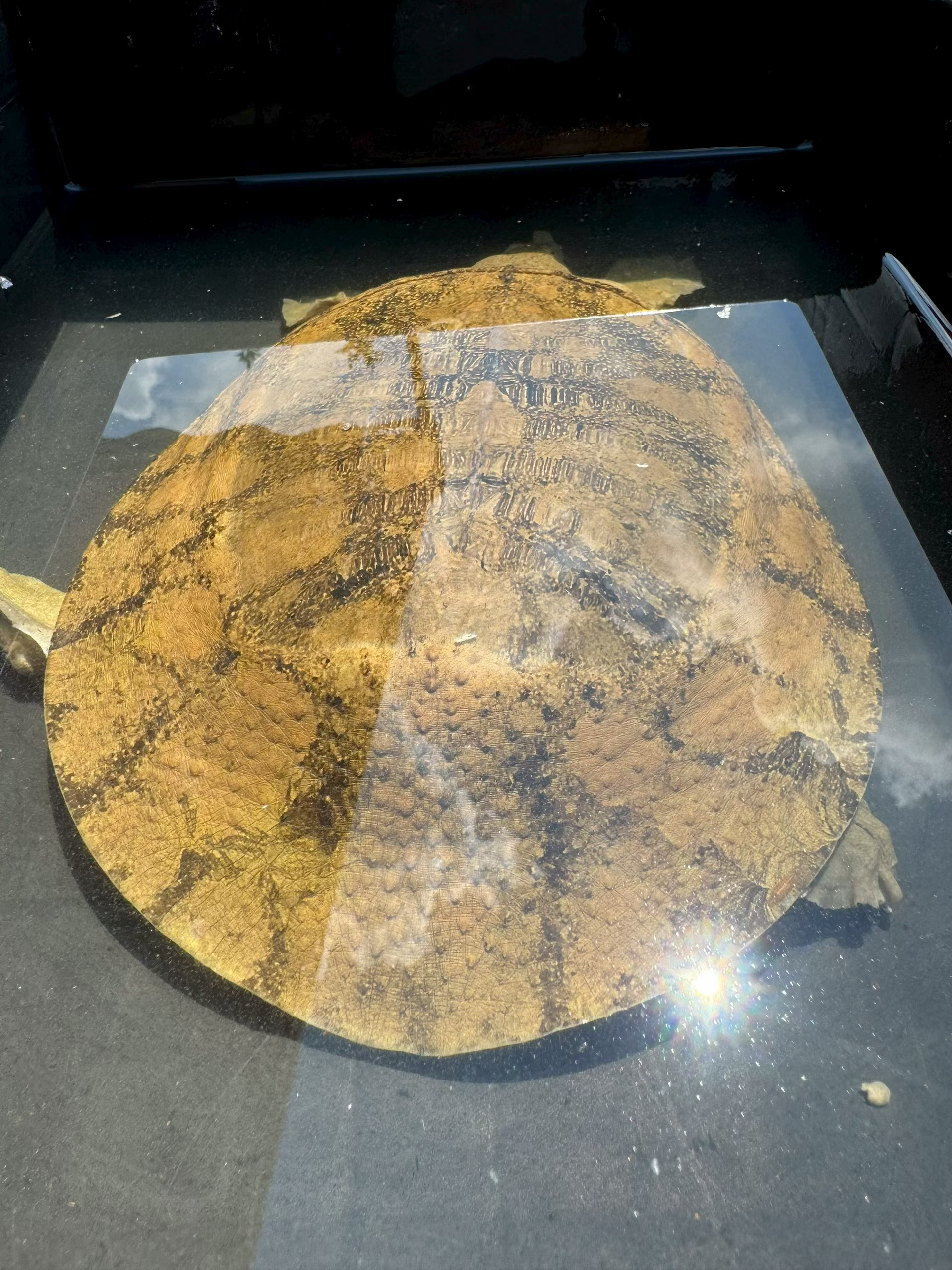 三只一流的野生甲鱼美味的核心是好食材，这种大个体甲鱼已经不适合清蒸，红焖出胶质或