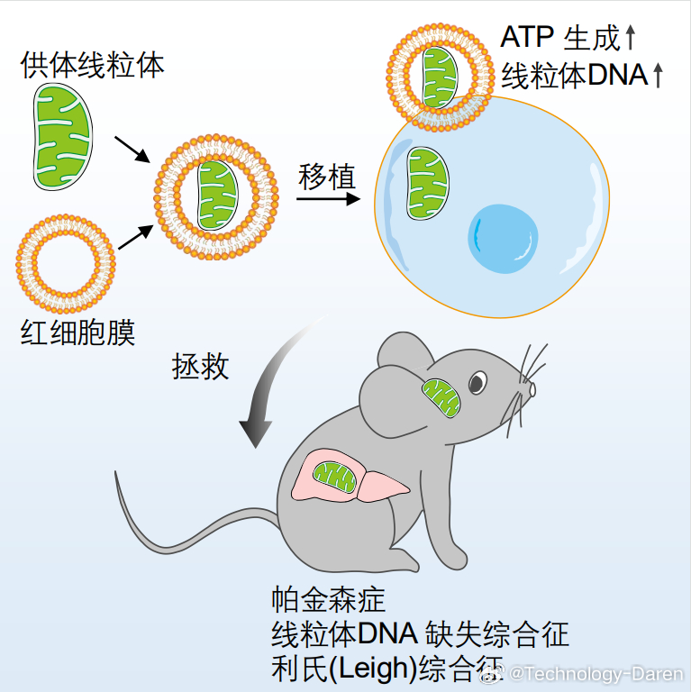 最新科技消息 【中国科学家首创线粒体移植新技术】中国科学院广州生物医药与健康研究