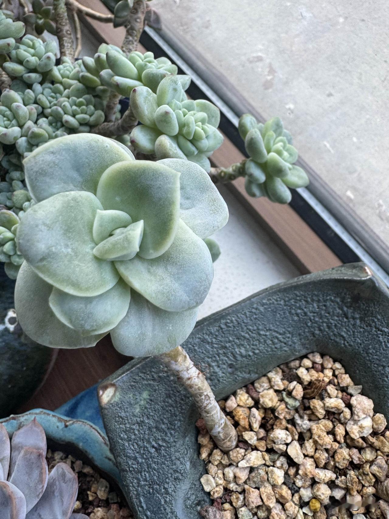 我超爱多肉玫瑰花，之前一盆六颗，现在就剩俩“肉坚强”了。冬天的时候，其他几颗不知