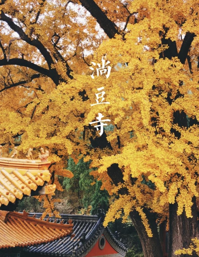 #银杏黄了 #千年银杏古树 #每一帧都是热爱