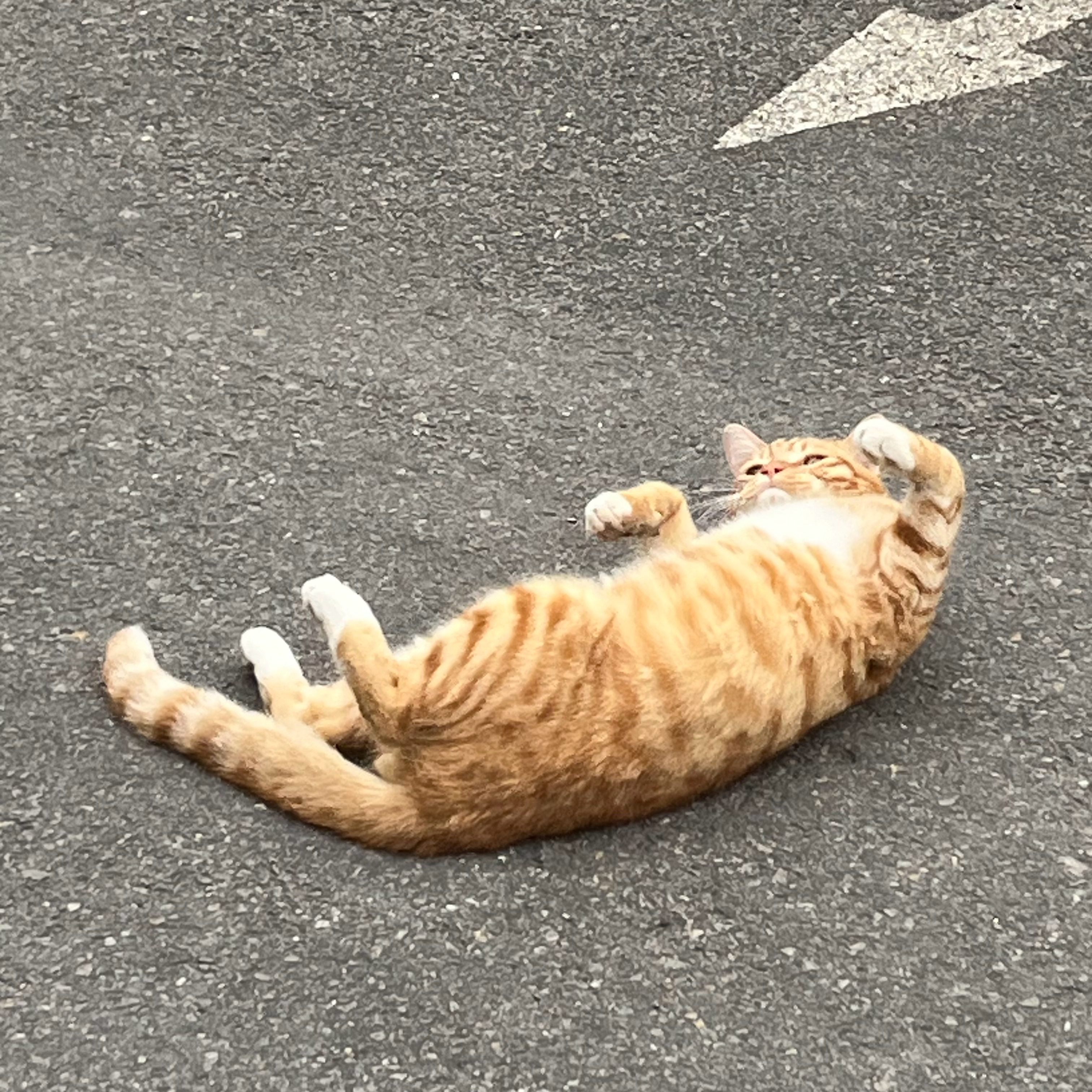爱打滚的小猫咪晚安