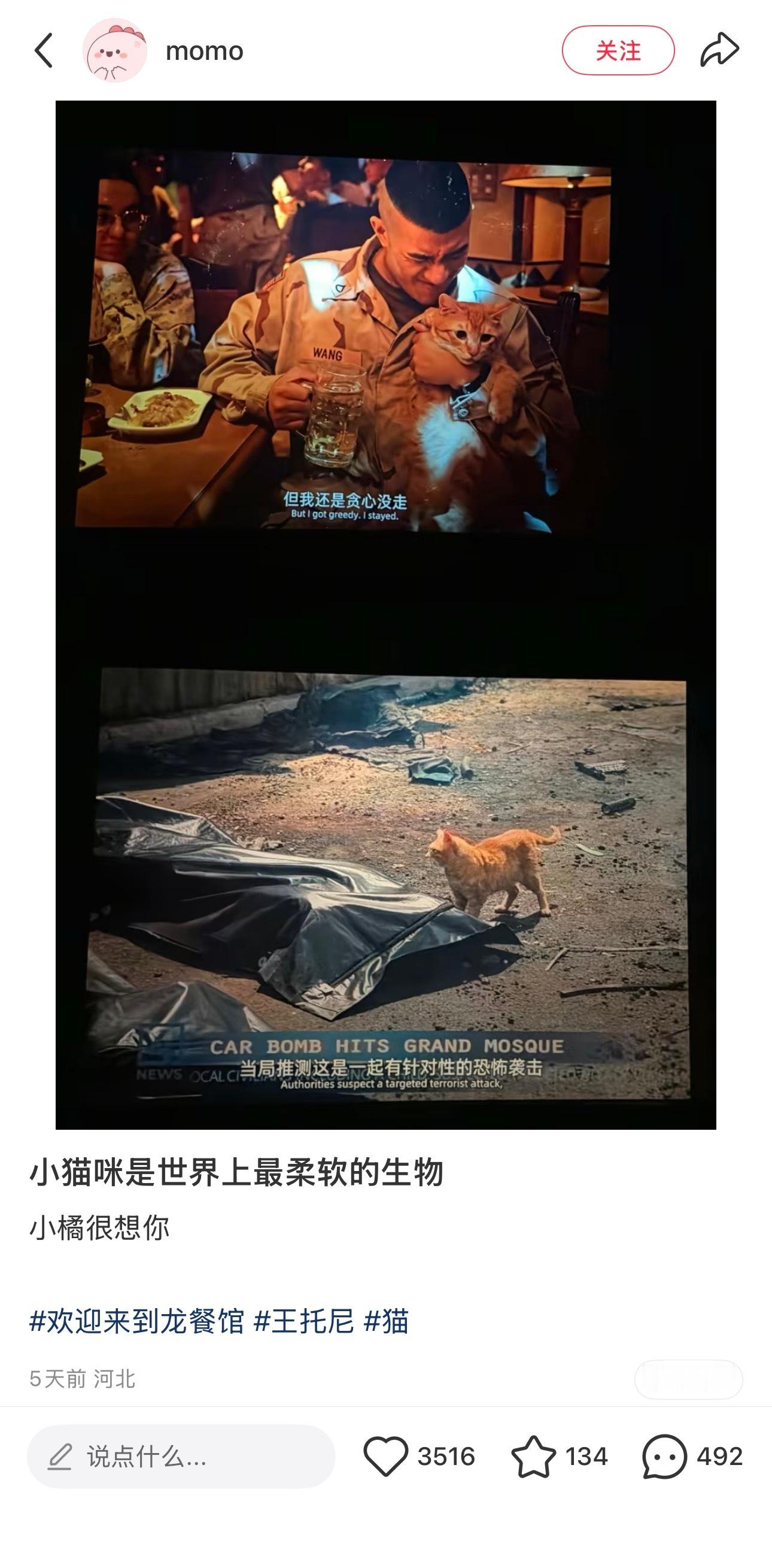 我靠😭猫儿有情义 