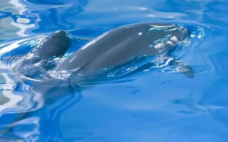 长江是中国第一大河流，全长超过630千米，流域面积180万平方千米 ，经过11个