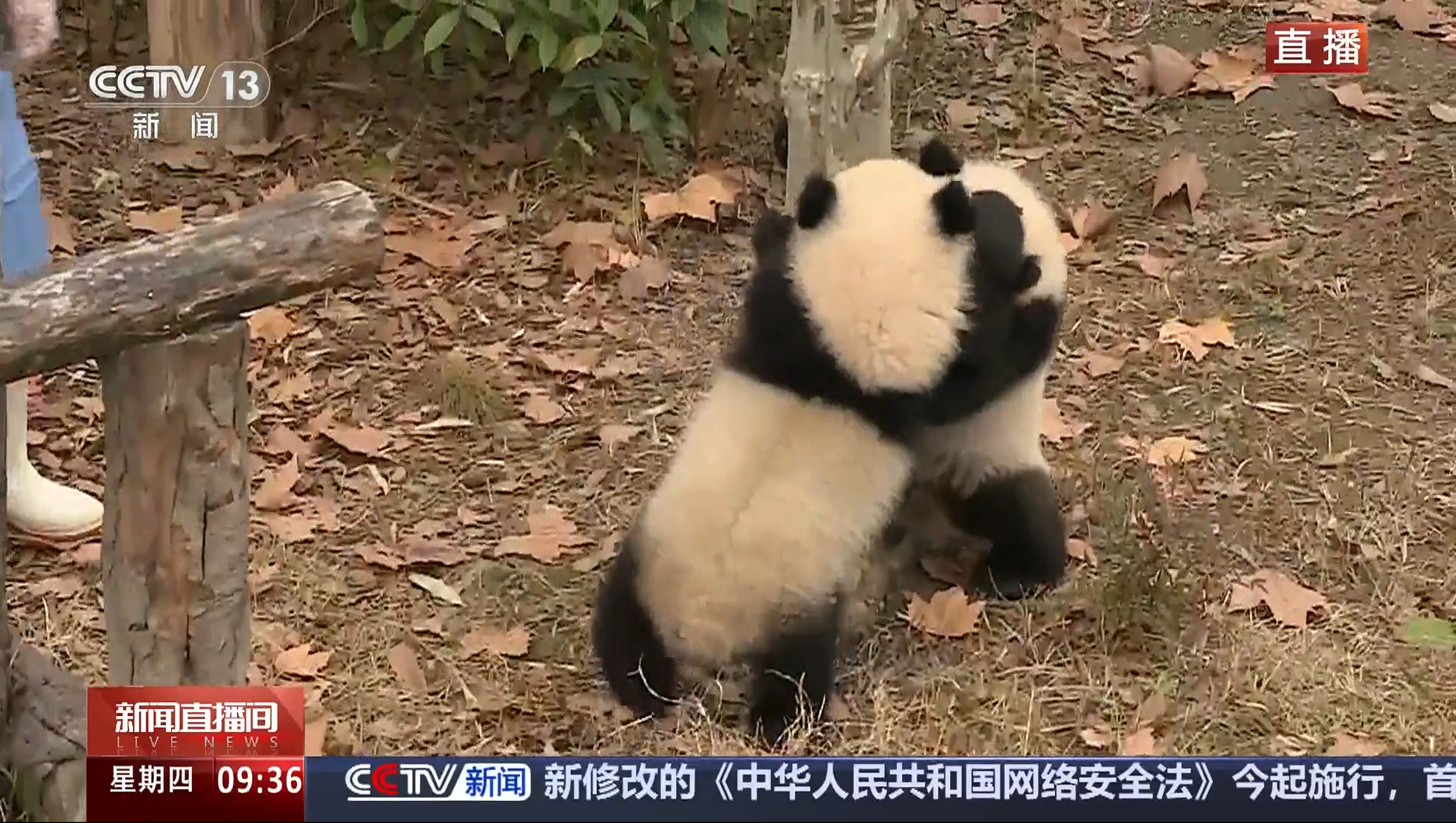 泥萌不要再打了啦 