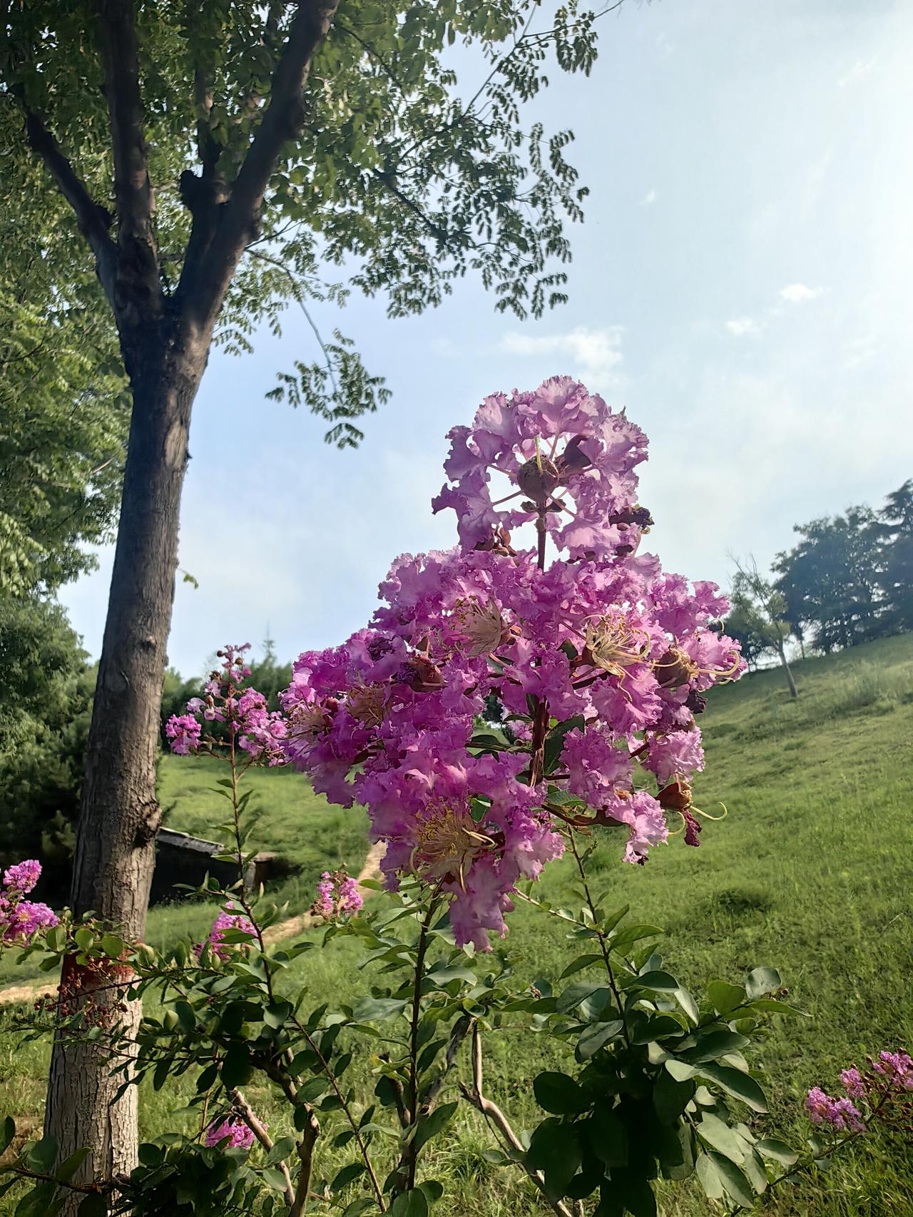 夏天逛公园，紫薇花绝对是亮眼存在。那花瓣带着褶皱，像精心揉过的丝绸，细长花蕊羞涩