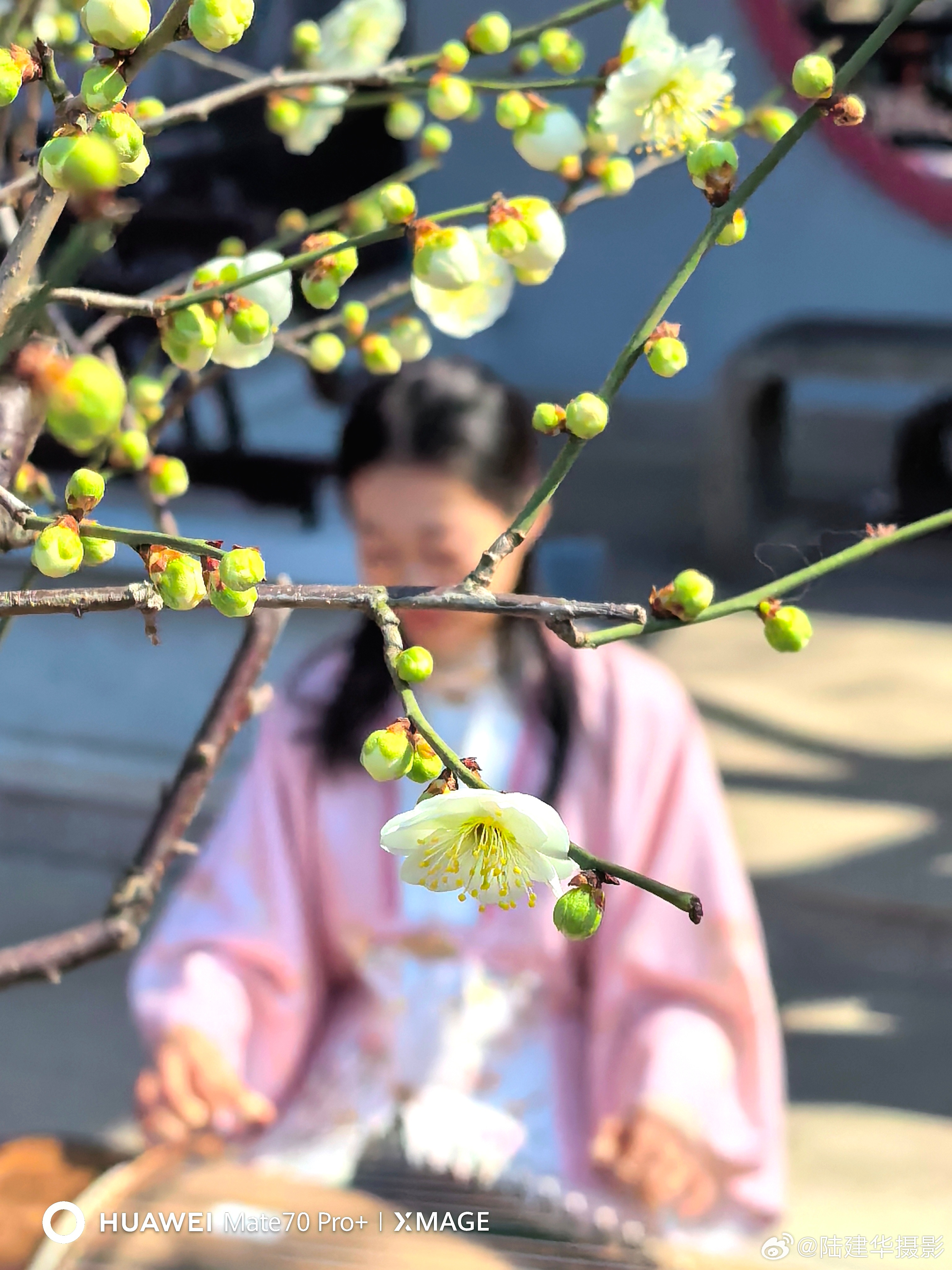 梅满中国·花开盛世，无锡荣氏梅园第十九届中国梅花蜡梅展览会今日上午盛大开幕。 