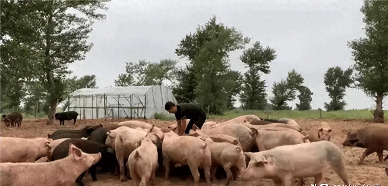 美媒咋说？中国治沙不用奇招，10万头猪就把沙漠变了样
这事儿不是编的，就发生在内