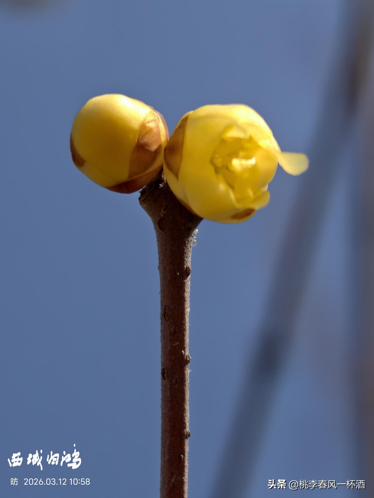发一张你相册最近拍的花待放