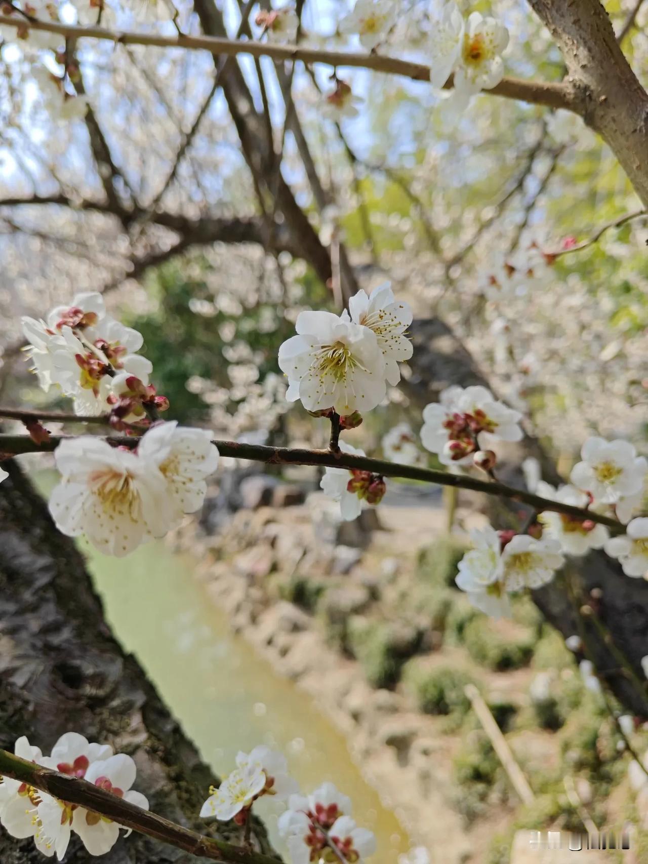 春日生活打卡季梅花