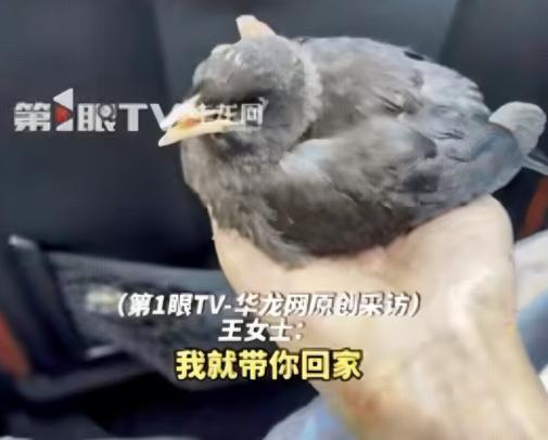 “万物皆有灵！” 江西修水，女子在外吃饭期间，一只小鸟径直飞来落在身上，十分黏人