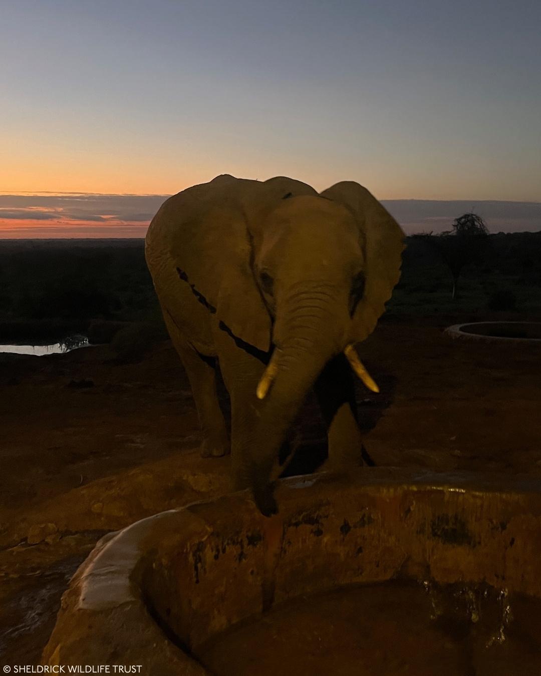 毕业生回母校🐘 肯尼亚马赛马拉保护区凌晨四点半的野地里。一张照片，欠曝，曝光补