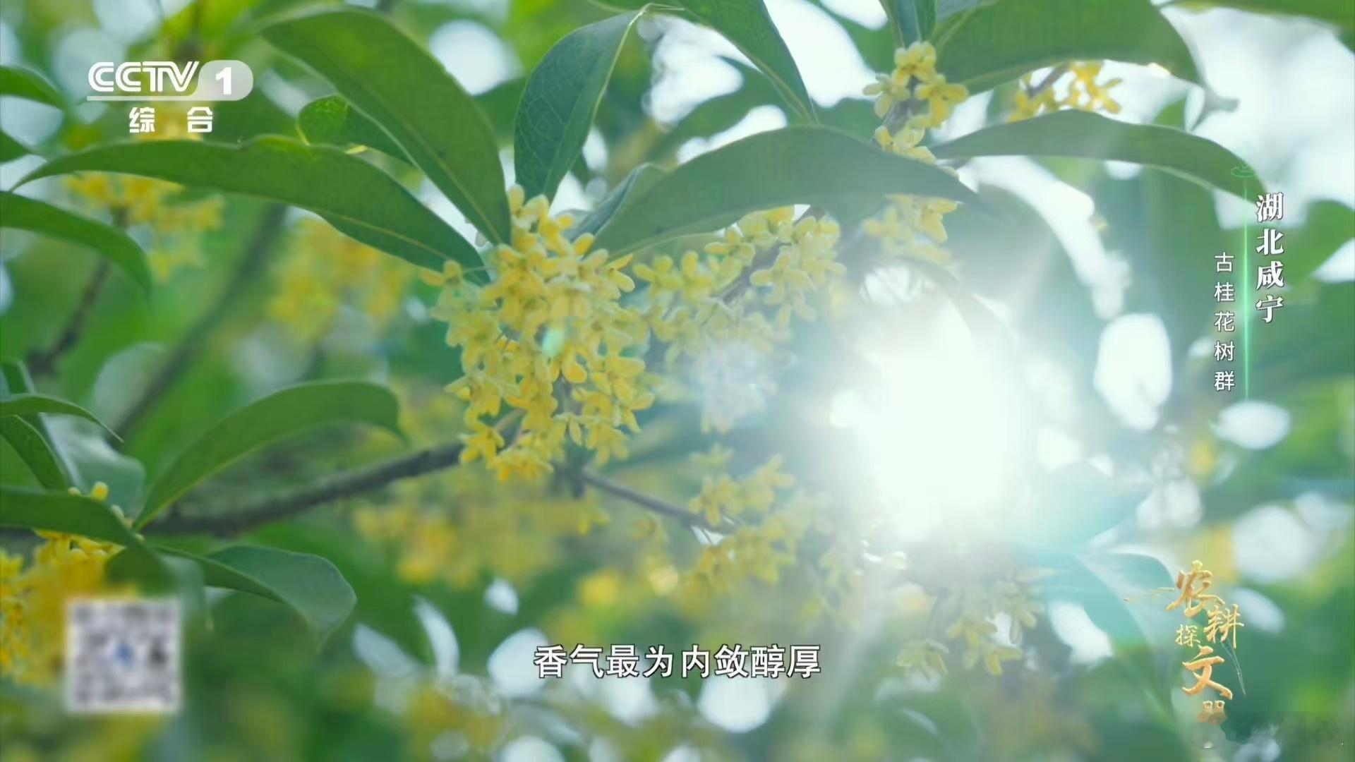 真的看到了桂花雨课文桂花雨具象化了课本场景活过来了！长杆轻振带起桂花浪，这才是真