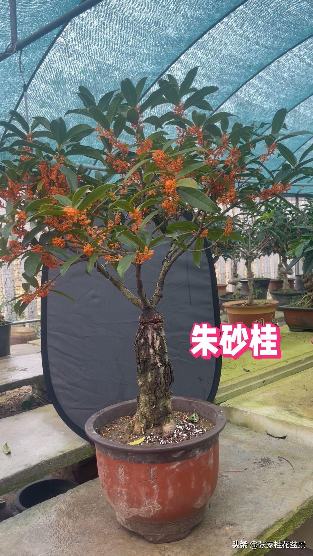 你觉得哪个品种的桂花最美论花色艳丽的肯定是丹桂系列的朱砂，它是最红的品种，其次是