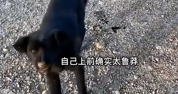 女子被流浪狗咬伤，几分钟后狗莫名死亡；她后怕称“发现狗状态不对劲还贸然上前太鲁莽”；专家提醒：被咬伤