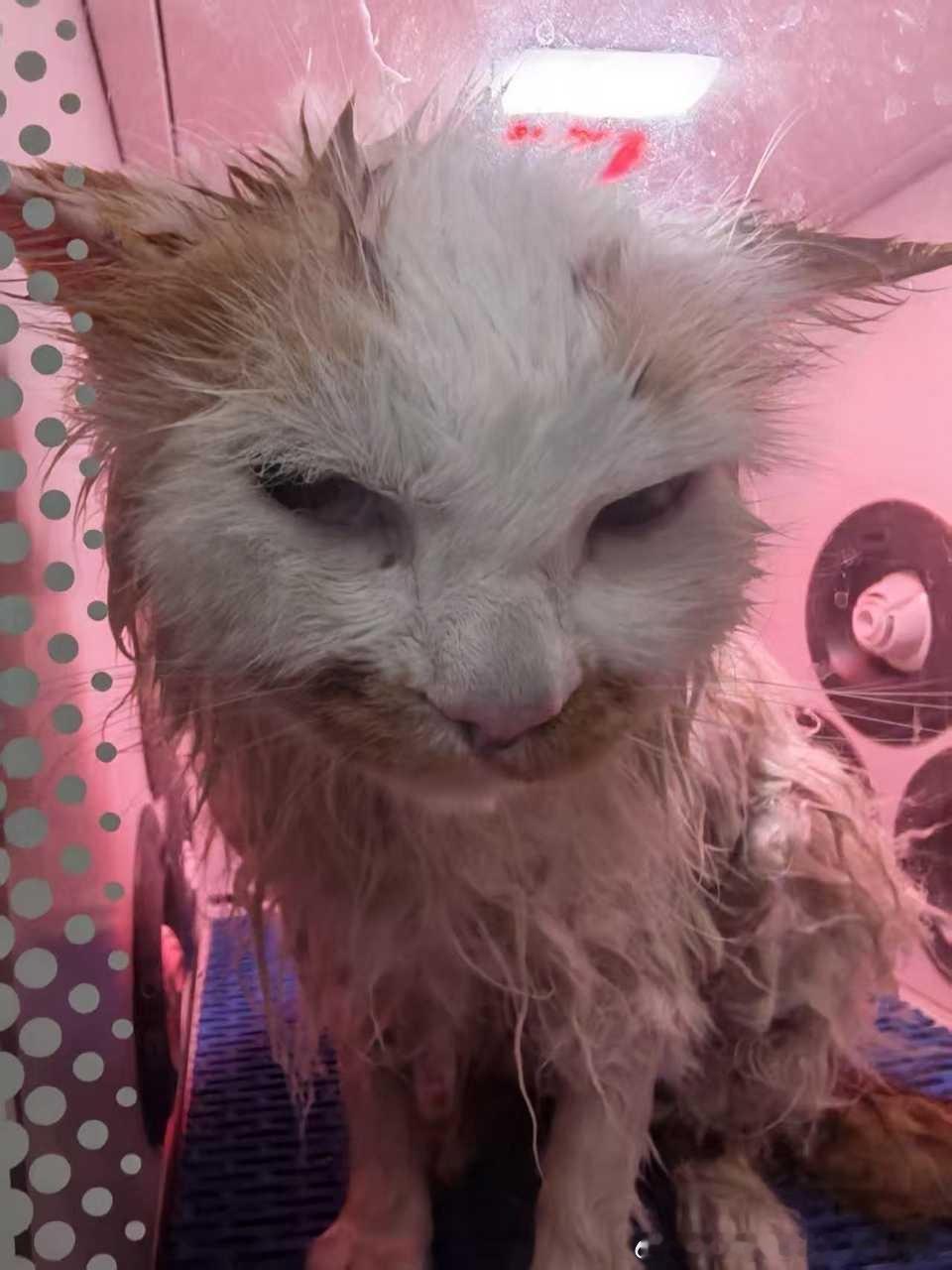 49722【丑猫】不做评价请看图，谁的芒果核 
