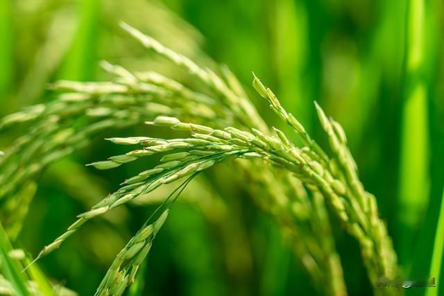 这世上最奢侈的，不是锦衣玉食，而是一颗安定的心。我们常常在奔波中迷失自己，为了更