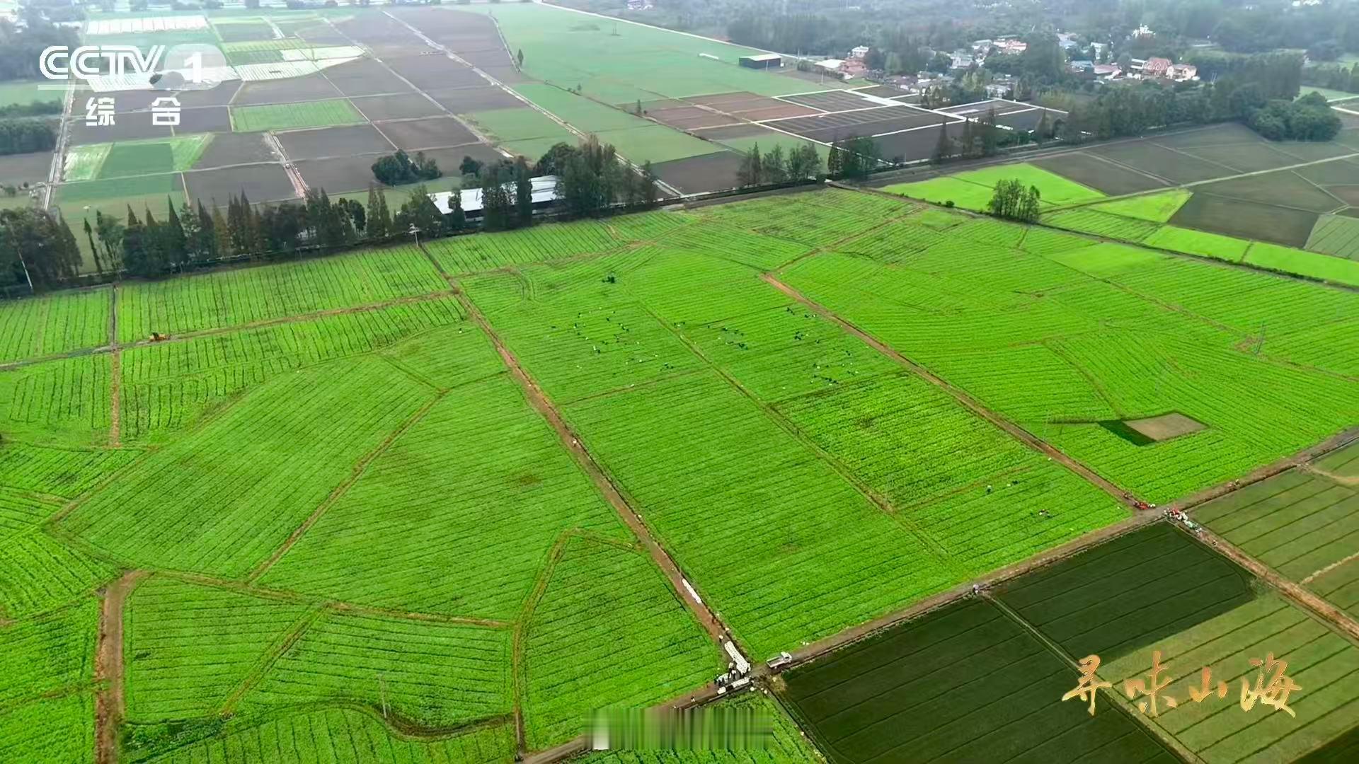这就是四川省省菜吧陆游因为馋豌豆尖写了首诗 陆游一句“一盘笼饼是豌巢”，堪称最早
