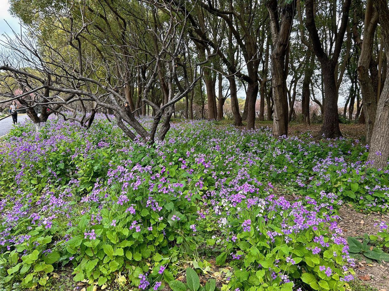 世纪公园一角，绿意盎然，小花艳丽，这是大自然的馈赠，驻足细细观赏之余，禁不住按下