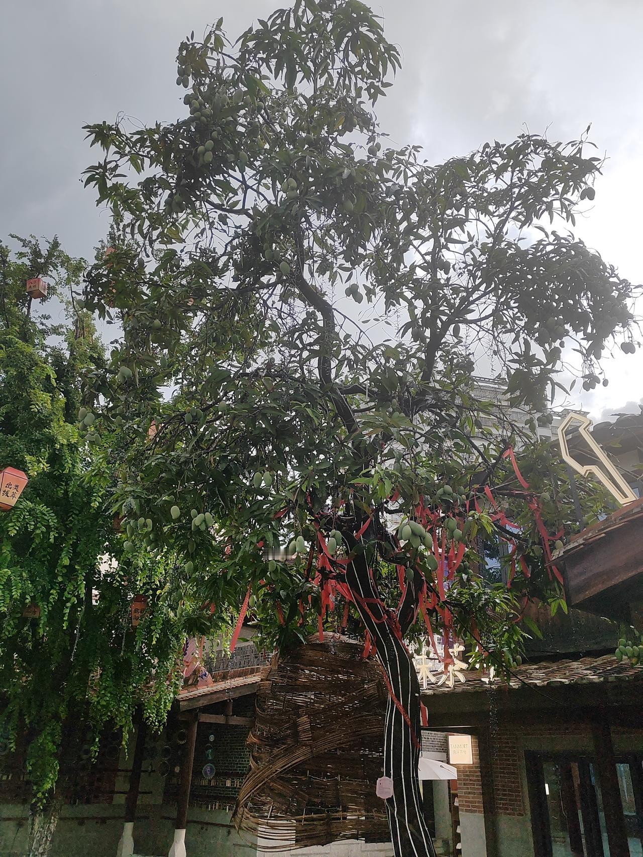 来到南方看到芒果树，北方人很惊奇，就像南方人去北方看到了苹果树[捂脸]