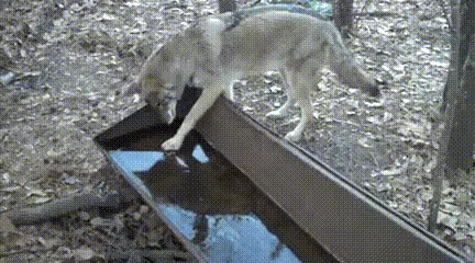 图1：大冬天的，野外的小动物想喝口水也不容易啊！
图2：不可思议吧？这个也能吃吗