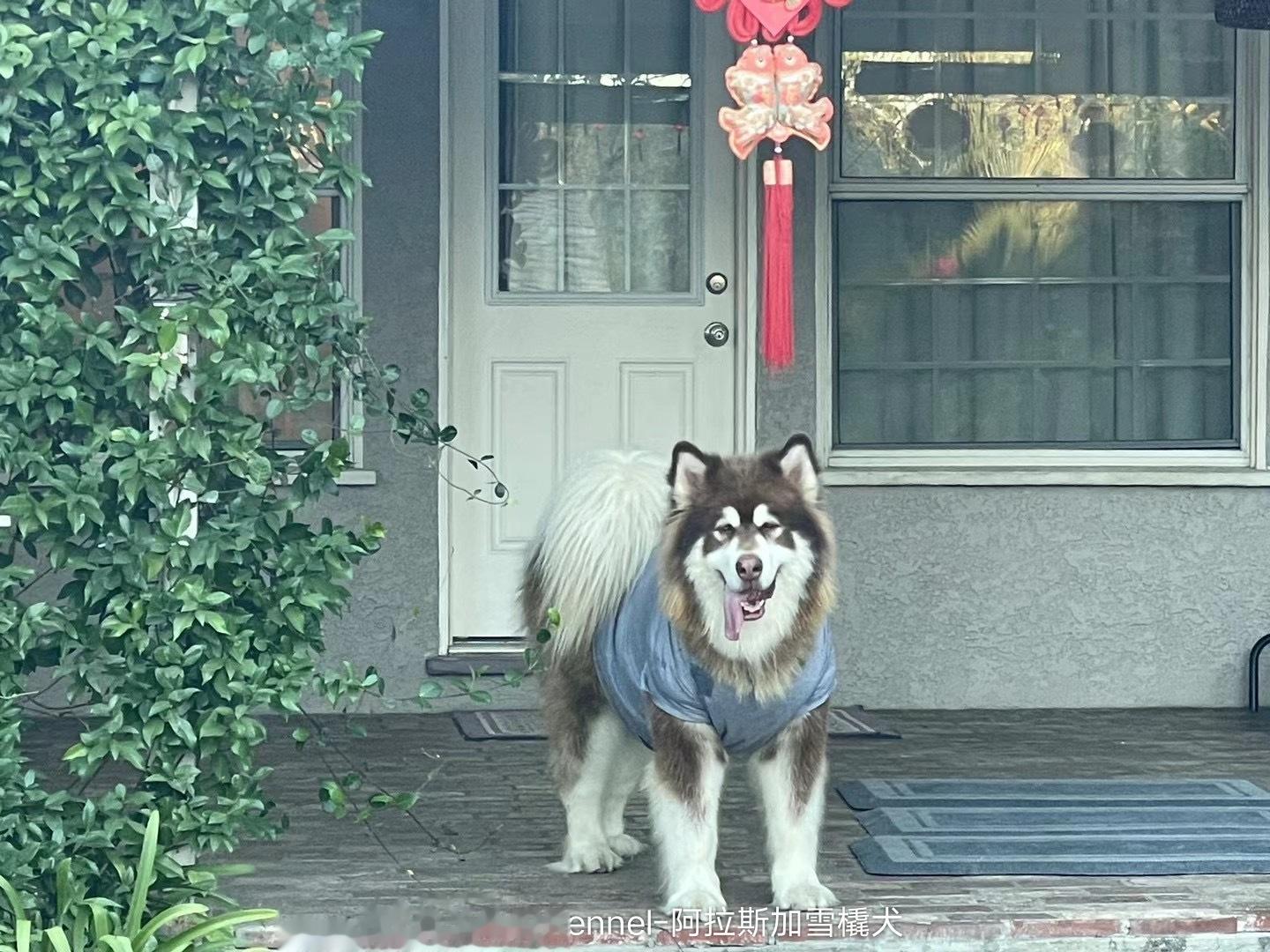 美国铜锅… [偷笑][偷笑] 雪橇犬也要拥有自己的衣服【客户回访】 ​​​