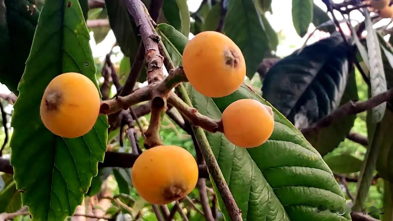 我的家乡在京山。初夏时节，甜蜜新鲜果蔬闪亮登场。黄澄澄的枇杷，裹着阳光的暖；红滟