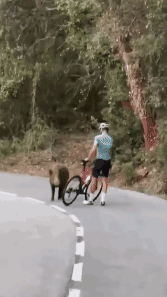 骑行遇到了个野猪很温柔 ……