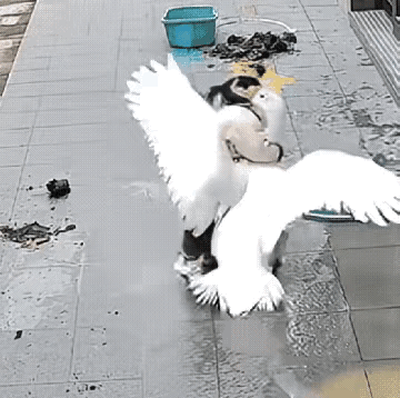 村霸也不是谁都不怕，看看这下遇到惹不起的对手了吧！[捂脸][捂脸][捂脸][捂脸