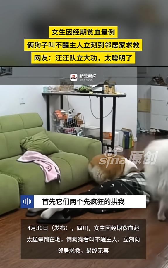 太通人性了！5月1日美丽浙江报道，四川一女子突发贫血摔倒在地，两条狗狗察觉异样主