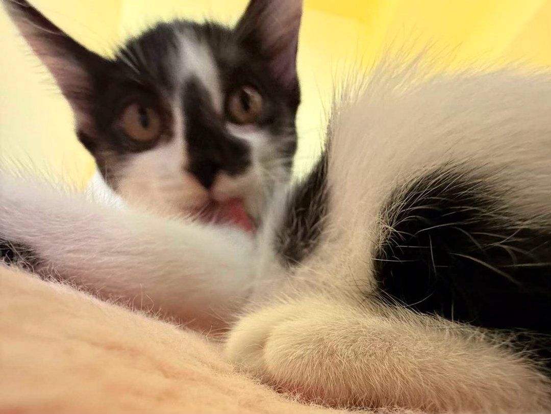 您有一双善于发现丑的眼睛daily奶牛猫 （投稿：） 