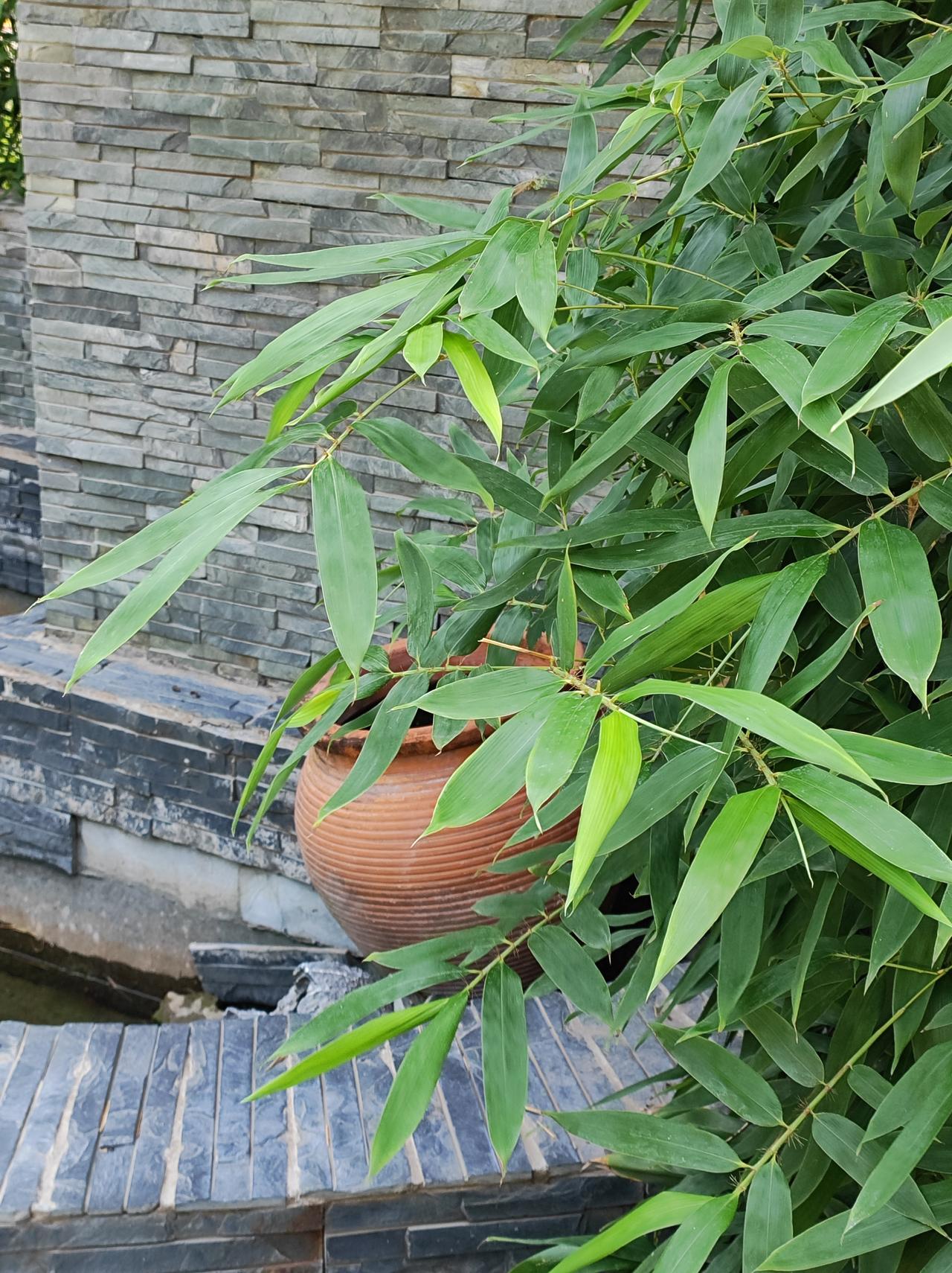 竹叶青青
夏日寻竹，青翠悦目。