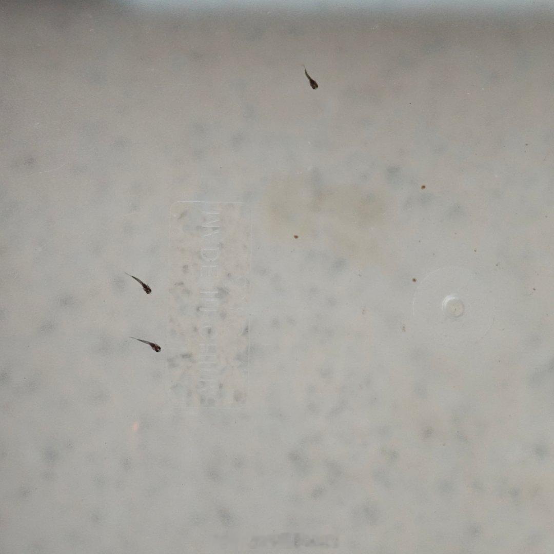 好消息:生了生了坏消息:当天只存活了三条全村的希望听天由命 