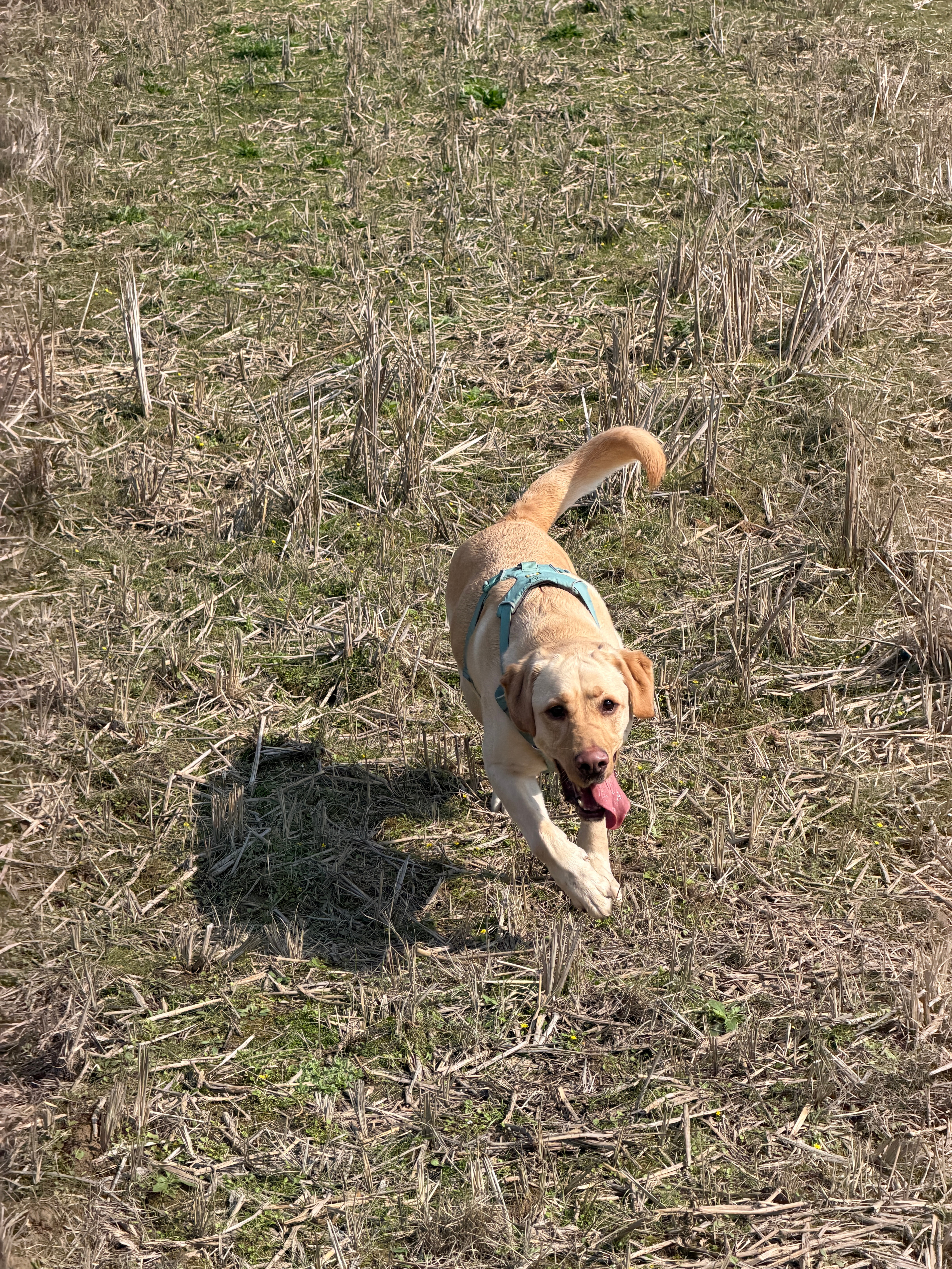 今儿带狗爷回乡下了真的好久没去过乡下了开心的哟撒开绳子就跑没影了一会去田里跑，一