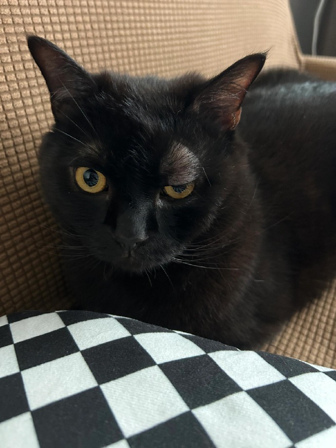蚊子把小猫叮成大小眼了