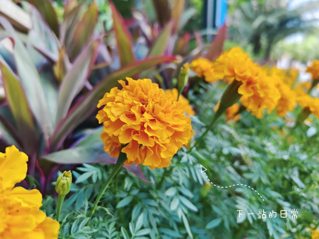 沿途的花朵，是旅游期间的小亮点。
虽然三亚属于热带地区，但我还是在三亚遇见了这些