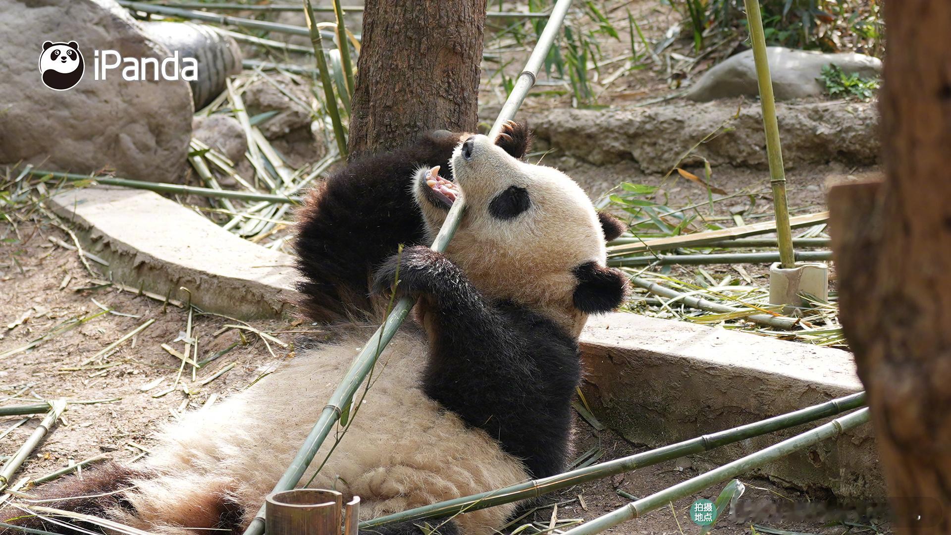 【大熊猫的治愈从早安开始 🌟】📒名熊名言：生活最好的状态就是，不慌不忙，随心