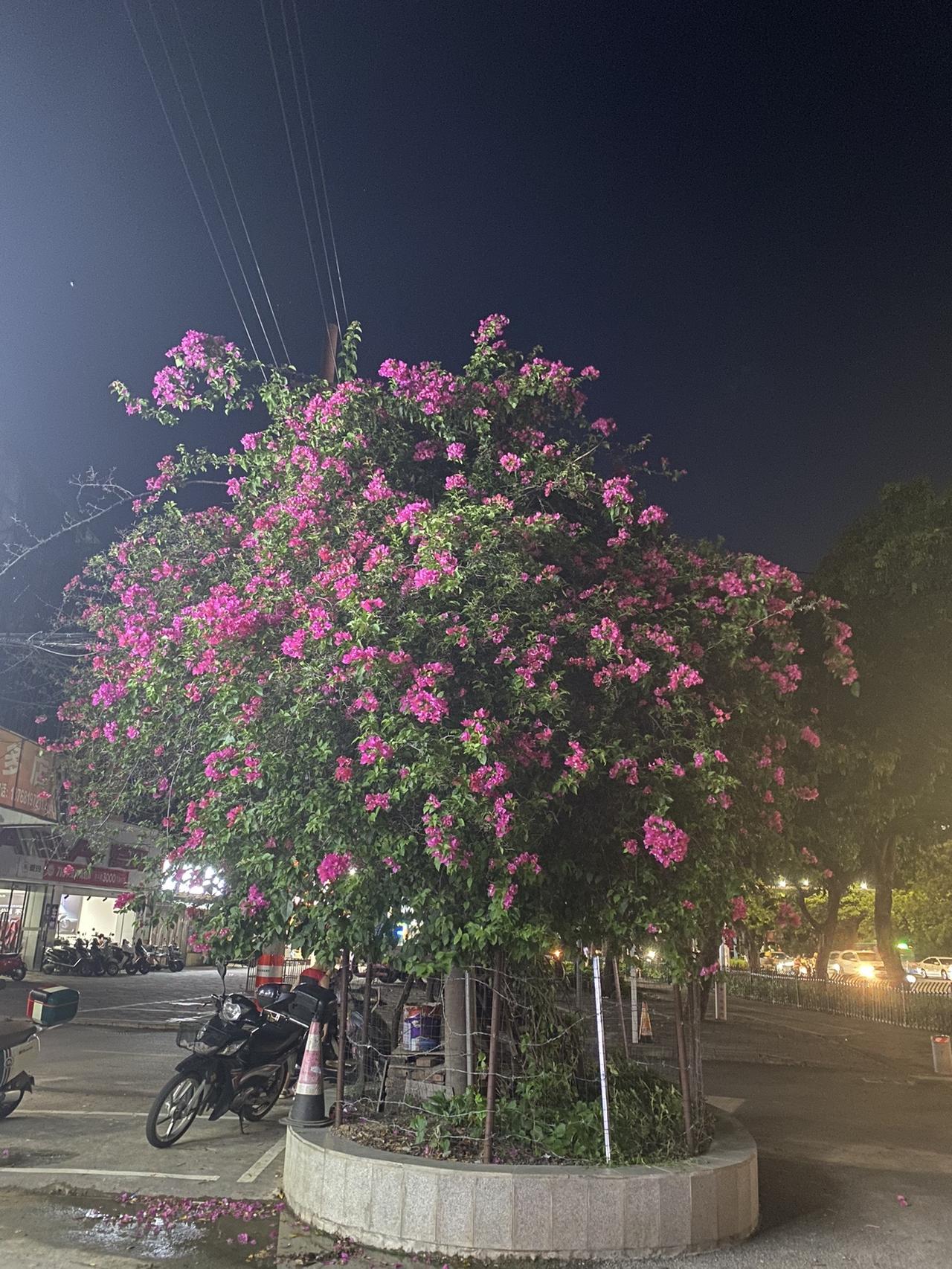 市花三角梅！有没有知道在哪里？#北海