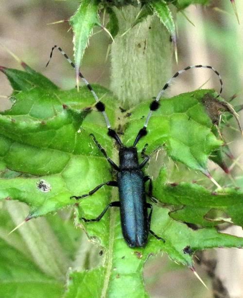 颐和园组建起由花绒寄甲、异色瓢虫、寄生蜂组成的“虫虫特工队”，推行以虫治虫绿色防